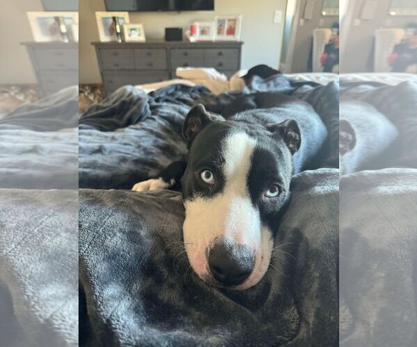 Medium Photo #12 American Staffordshire Terrier-Siberian Husky Mix Puppy For Sale in La Verne, CA, USA