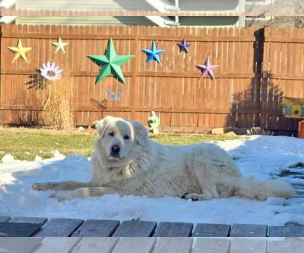 Medium Photo #5 Great Pyrenees-Unknown Mix Puppy For Sale in Grafton, WI, USA
