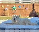 Small Photo #5 Great Pyrenees-Unknown Mix Puppy For Sale in Grafton, WI, USA