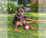 Bronco - Male Catahoula Leopard Dog-Doberman Pinscher Mix Dog for Adoption - Small photo