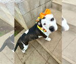 Small #1 American Staffordshire Terrier Mix