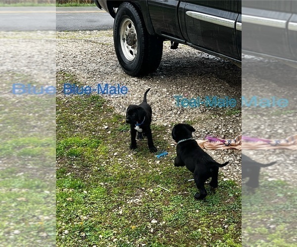 Medium Photo #25 Cane Corso-German Shorthaired Pointer Mix Puppy For Sale in CLAY CITY, KY, USA