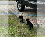Small Photo #25 Cane Corso-German Shorthaired Pointer Mix Puppy For Sale in CLAY CITY, KY, USA