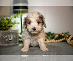 Small Photo #6 Cavapoo (Miniature) Puppy For Sale in CAMDEN, MI, USA