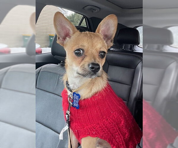 Medium Photo #12 Chihuahua Puppy For Sale in Mount Laurel, NJ, USA