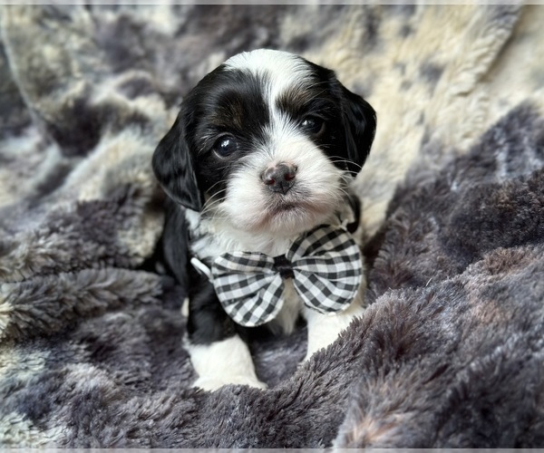 Medium Photo #1 Cavapoo Puppy For Sale in CAMPBELLSVILLE, KY, USA