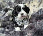 Small Photo #1 Cavapoo Puppy For Sale in CAMPBELLSVILLE, KY, USA