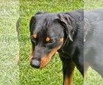 Small #7 Doberman Pinscher Mix