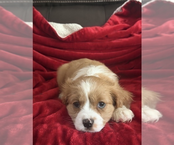 Medium Photo #12 Aussalier Puppy For Sale in MAPLETON, OR, USA