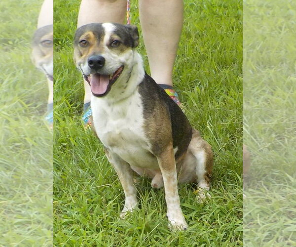 Medium Photo #2 Mutt Puppy For Sale in Wetumpka, AL, USA