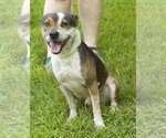Small #1 Mutt