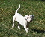 Small Photo #5 Dogo Argentino Puppy For Sale in STAFFORD, VA, USA