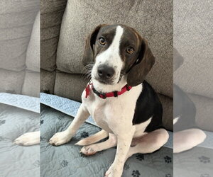 Mutt Dogs for adoption in Tampa, FL, USA