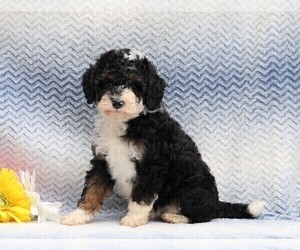 Aussiedoodle-Poodle (Miniature) Mix Puppy for sale in FREDERICKSBG, OH, USA