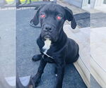 Small #1 Mastiff Mix