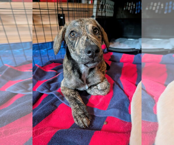 Medium Photo #2 Mountain Cur Puppy For Sale in Green Forest, AR, USA