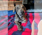 Small #1 Mountain Cur