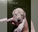 Small Photo #54 Bordoodle Puppy For Sale in COPPERAS COVE, TX, USA