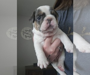 French Bulldog Puppy for sale in SAMSON, AL, USA