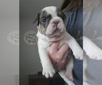 Small French Bulldog