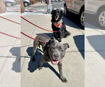 Small #5 American Pit Bull Terrier-American Staffordshire Terrier Mix