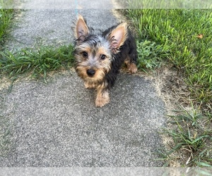 Silky Terrier Puppy for sale in PORTAGE, IN, USA