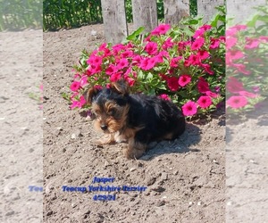 Yorkshire Terrier Litter for sale in TOPEKA, IN, USA