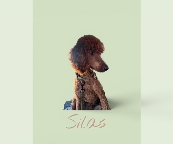 Medium Photo #1 Goldendoodle Puppy For Sale in SAINT CLOUD, MN, USA