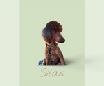 Small Photo #1 Goldendoodle Puppy For Sale in SAINT CLOUD, MN, USA