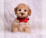 Small Photo #70 Goldendoodle (Miniature) Puppy For Sale in WARSAW, IN, USA