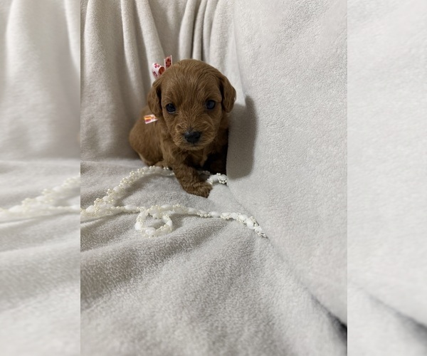 Medium Photo #1 Goldendoodle (Miniature) Puppy For Sale in HOLLY SPRINGS, MS, USA