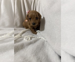 Medium Goldendoodle (Miniature)
