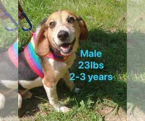 Beagle Dogs for adoption in Osgood, IN, USA