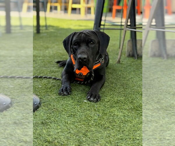Medium Photo #10 Mastador Puppy For Sale in Lake Forest, CA, USA