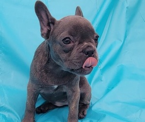 French Bulldog Puppy for sale in TAMPA, FL, USA