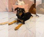 Small #6 Doberman Pinscher-German Shepherd Dog Mix