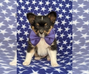 Papillon Puppy for sale in OXFORD, PA, USA