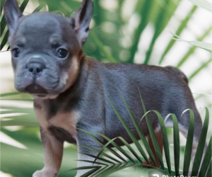 French Bulldog Puppy for sale in TAMPA, FL, USA