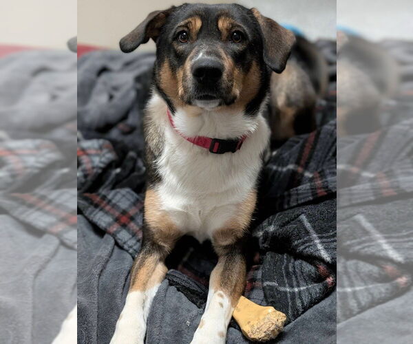 Medium Photo #6 Australian Kelpie-Border Collie Mix Puppy For Sale in Plymouth, MN, USA