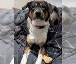 Small #5 Australian Kelpie-Border Collie Mix