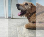 Small #2 Labradoodle