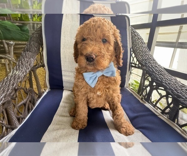 Medium Photo #9 Goldendoodle Puppy For Sale in GIBSONTON, FL, USA