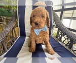 Small Photo #9 Goldendoodle Puppy For Sale in GIBSONTON, FL, USA