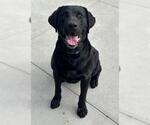 Small Labrador Retriever