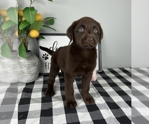 Labrador Retriever Puppy for sale in FRANKLIN, IN, USA