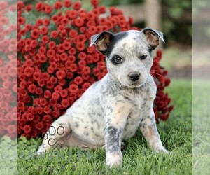 Australian Cattle Dog Puppy for sale in ATGLEN, PA, USA