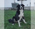 Small Photo #1 Border Collie Puppy For Sale in NORBORNE, MO, USA