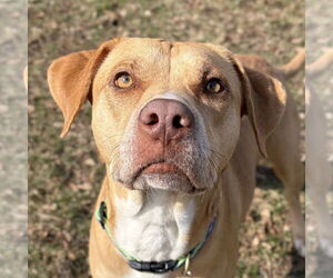 Labrador Retriever-Unknown Mix Dogs for adoption in Jefferson, WI, USA