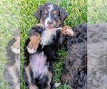 Small #1 Miniature Bernedoodle