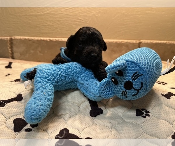 Medium Photo #6 Poodle (Toy) Puppy For Sale in CEDAR CITY, UT, USA